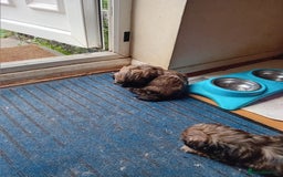 Shih Tzu dogs for sale: 5 shih tzu male puppies for sale - Image 8