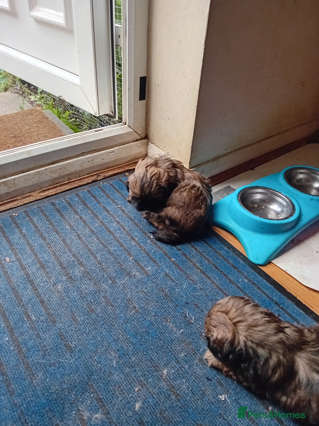 Shih Tzu dogs for sale: 5 shih tzu male puppies for sale - Image 8