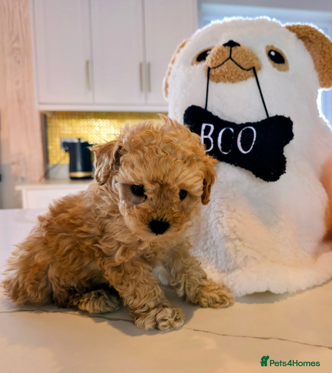 Toy Poodle dogs for sale: Beautiful RED & APRICOT Toy Poodles  - Image 3