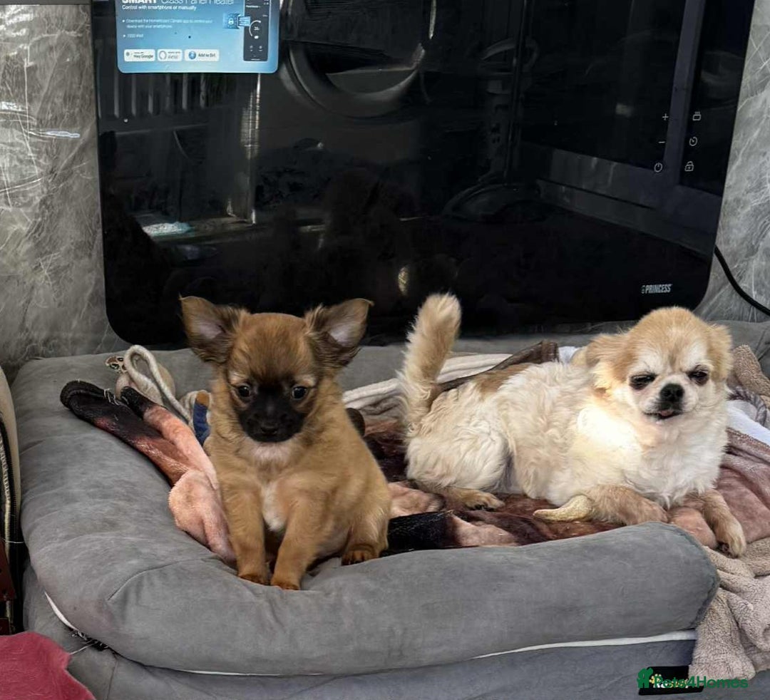 Chihuahua dogs for sale: Chihuahua long coat puppies ...only BOY left - Advert 21