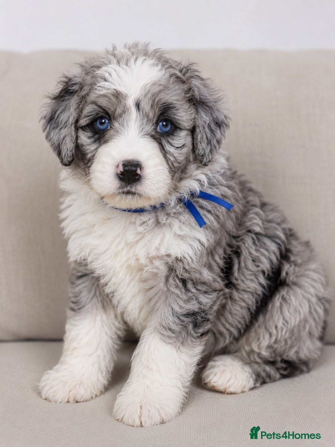 Australian Shepherd dogs Aussiedoodle puppies F1 health tested parents  - Advert 6