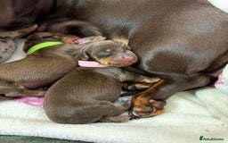 Miniature Dachshund dogs for sale: Miniature dachshund pups for sale 2 boys 1 girl  - Image 38