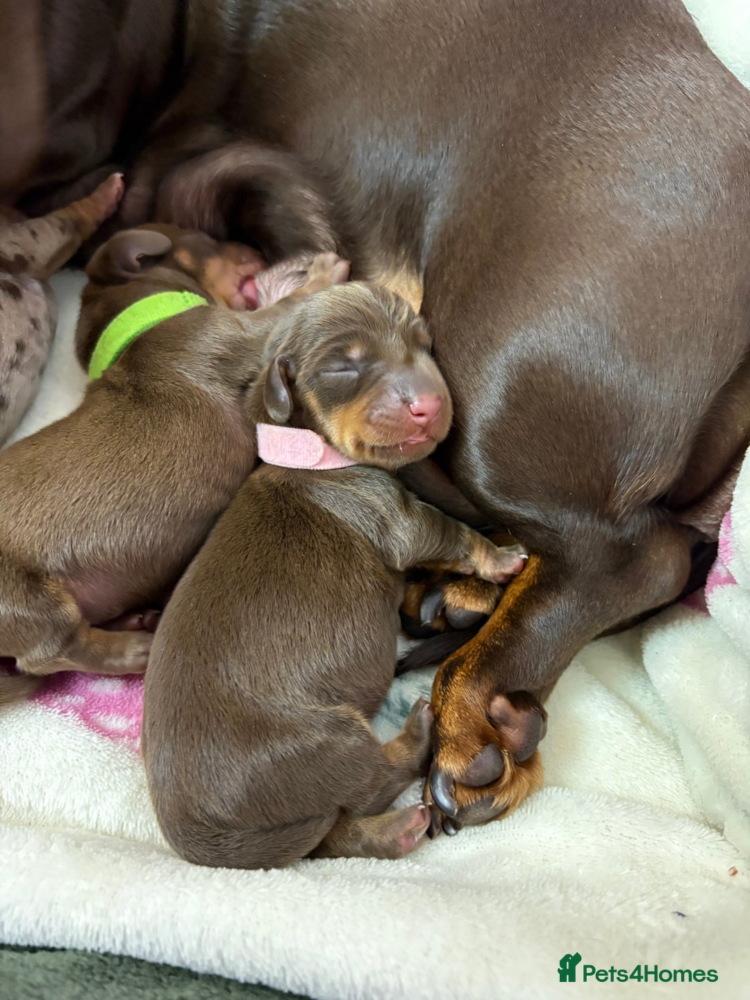 Miniature Dachshund dogs for sale: Miniature dachshund pups for sale 2 boys 1 girl  - Image 38