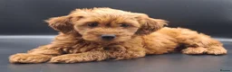 Cavapoo dogs for sale: Stunning Micro Asian Poodle x Cavapoo F1B puppies - Advert 22