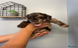Cockapoo dogs for sale: Cockapoo puppies  - Image 13
