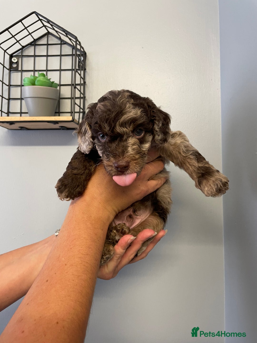 Cockapoo dogs for sale: Cockapoo puppies  - Image 13