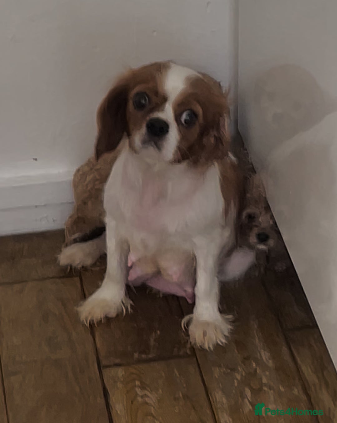 Cavapoo dogs for sale: F1 cavapoo puppys - Advert 3