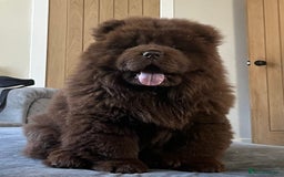 Chow Chow dogs for sale: Chocolate Chow Chow - Image 1