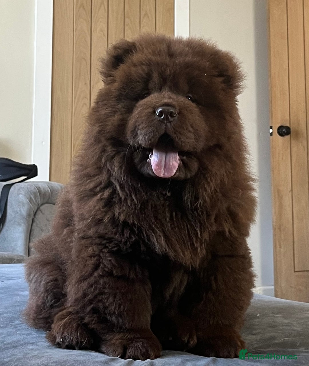Chow Chow dogs for sale: Chocolate Chow Chow - Image 1