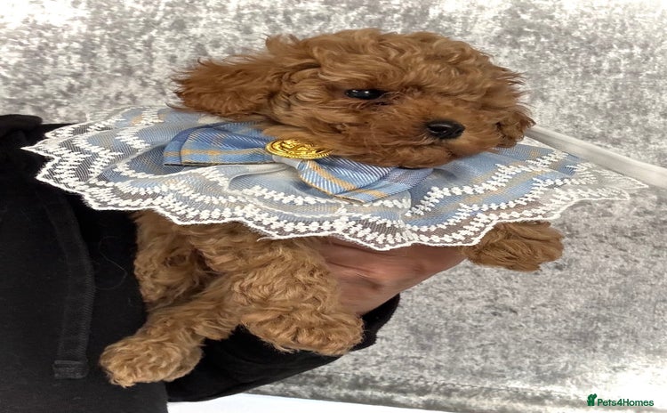 Toy Poodle dogs - Advert 14