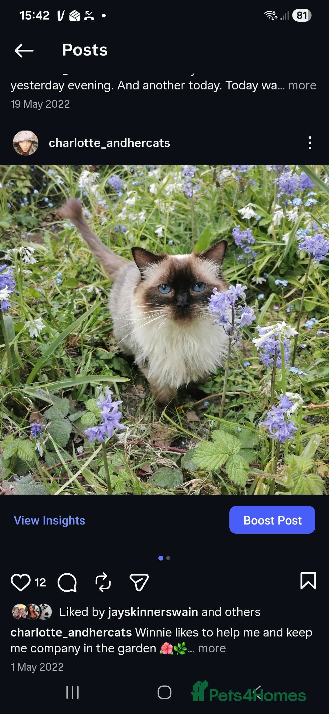 Ragdoll cats Beautiful Seal Point Ragdoll - Advert 4