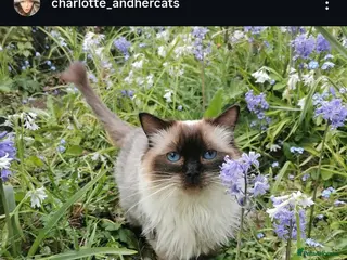 Ragdoll cats Beautiful Seal Point Ragdoll - Advert 4