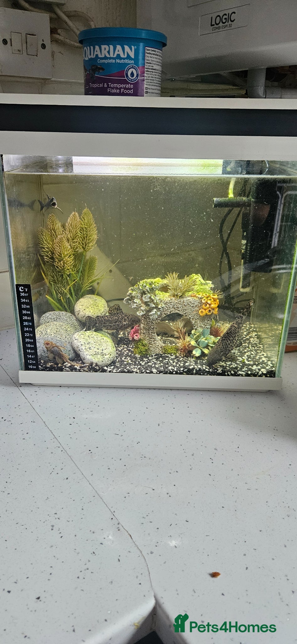 Plecos fish 2 catfish and 2 pleco with tank - Advert 7