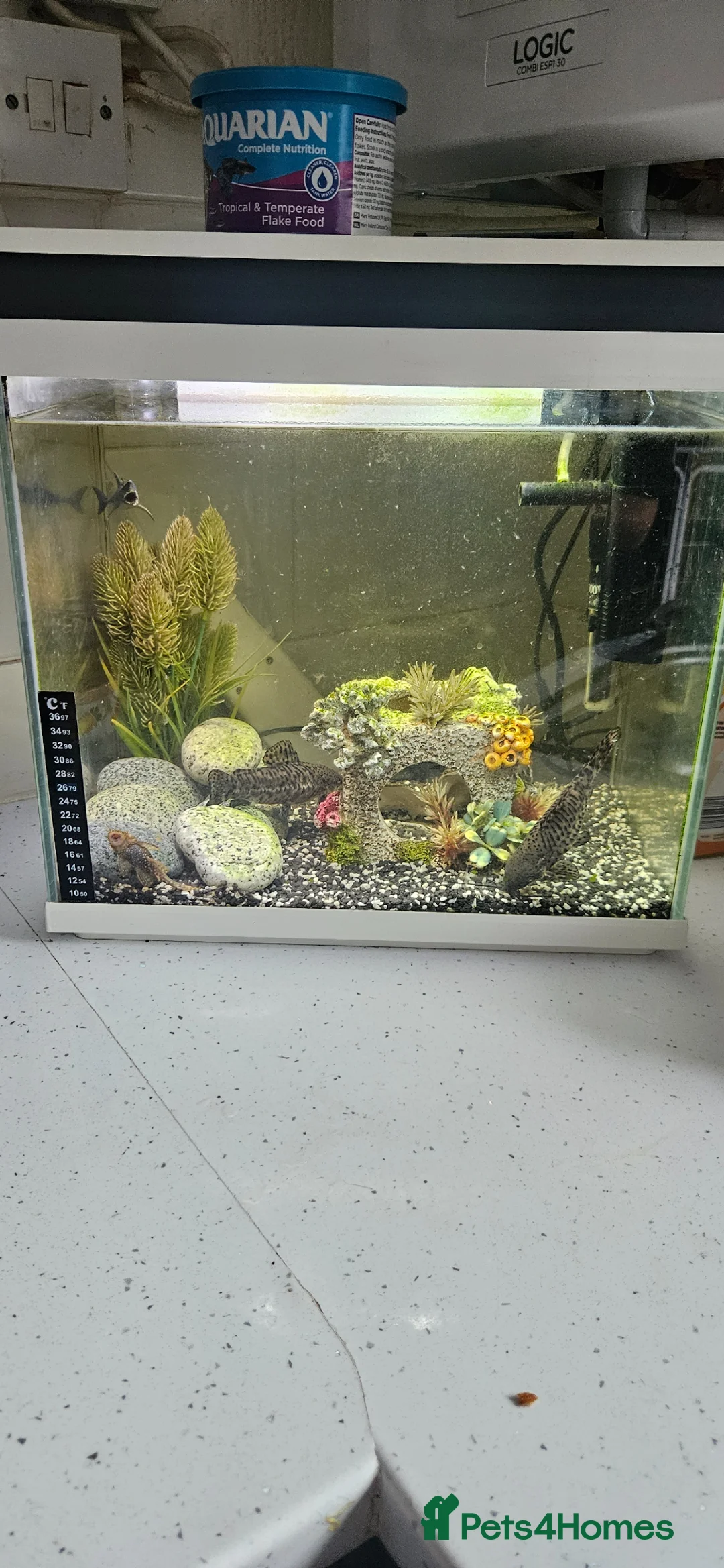 Plecos fish for sale: 2 catfish and 2 pleco with tank - Advert 1