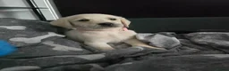 Goldador dogs for sale: Goldador puppies for sale  in Bo'ness - Advert 4