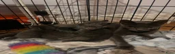 Russian Blue cats for sale: Russian blue cross kittens  - Advert 1