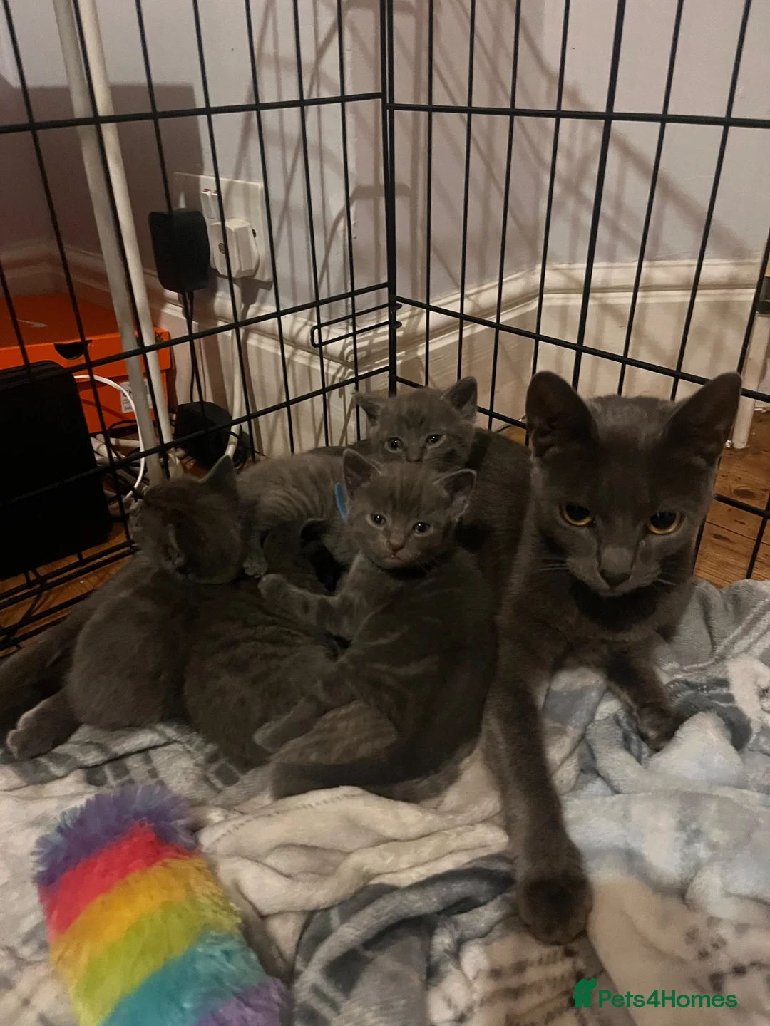 Russian Blue cats for sale: Russian blue cross kittens  - Advert 1