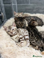 Bengal cats Stunning TICA 5 Generation Pedigree Kittens - Advert 7