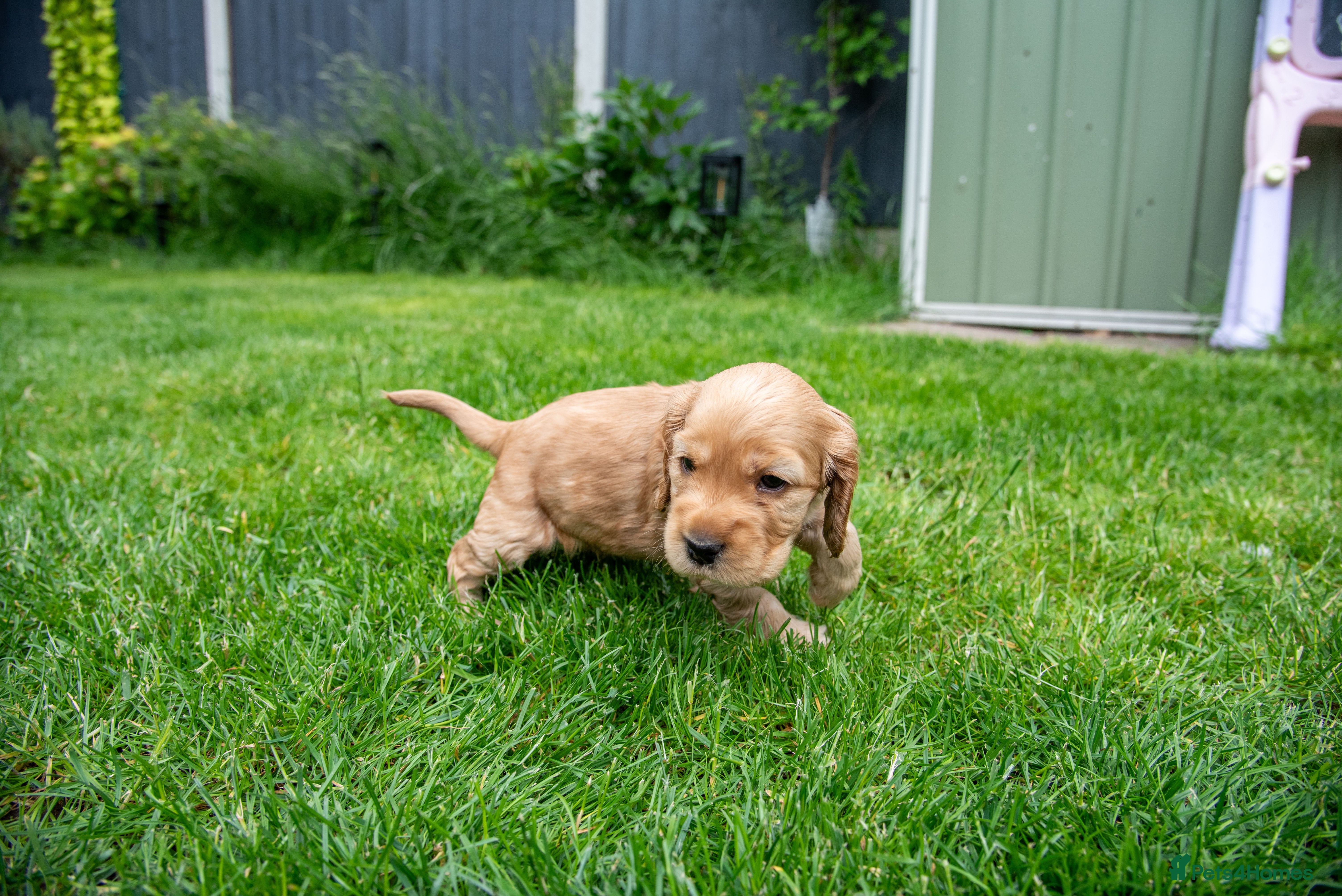 Cocker Spaniel dogs BEST LINES EASTDRAY X SIMBAWOOD STUNNING SHOW PUPS - Advert 2