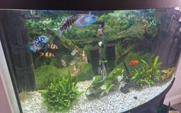 Tetras fish for sale: Fish and tank - Image 1
