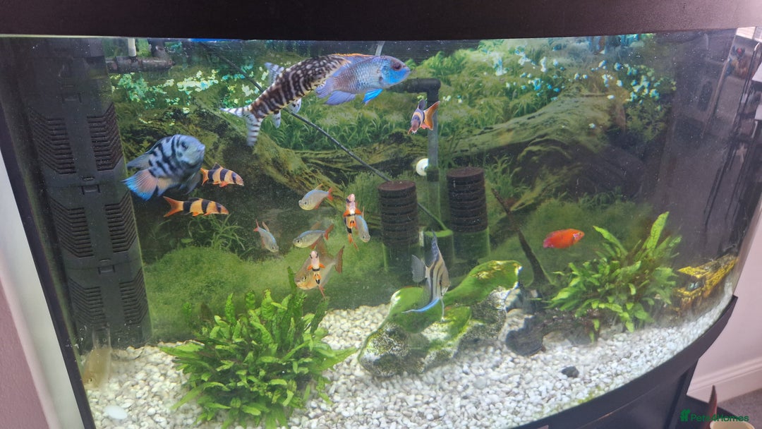 Tetras fish for sale: Fish and tank - Image 1