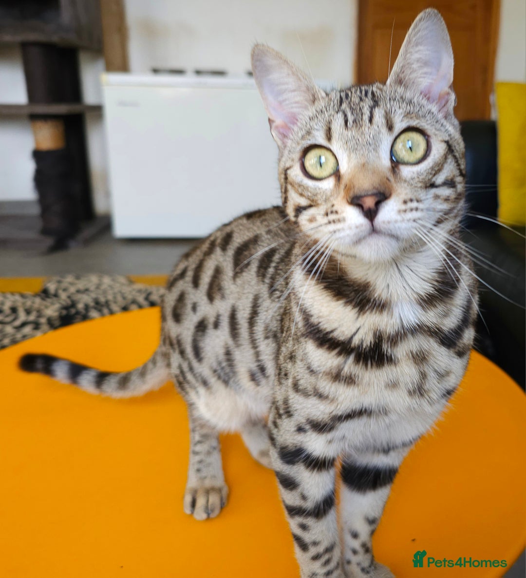 Bengal cats for sale: Gorgeous Brown Rosetted Boy Available  - Advert 3
