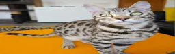 Bengal cats for sale: Gorgeous Brown Rosetted Boy Available  - Advert 3
