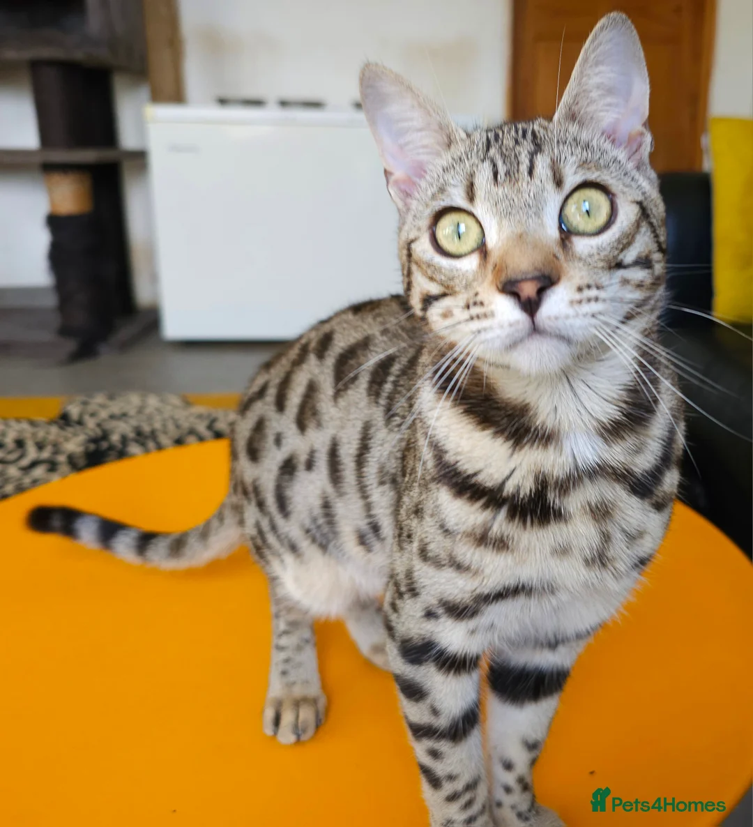 Bengal cats for sale: Gorgeous Brown Rosetted Boy Available  - Advert 3