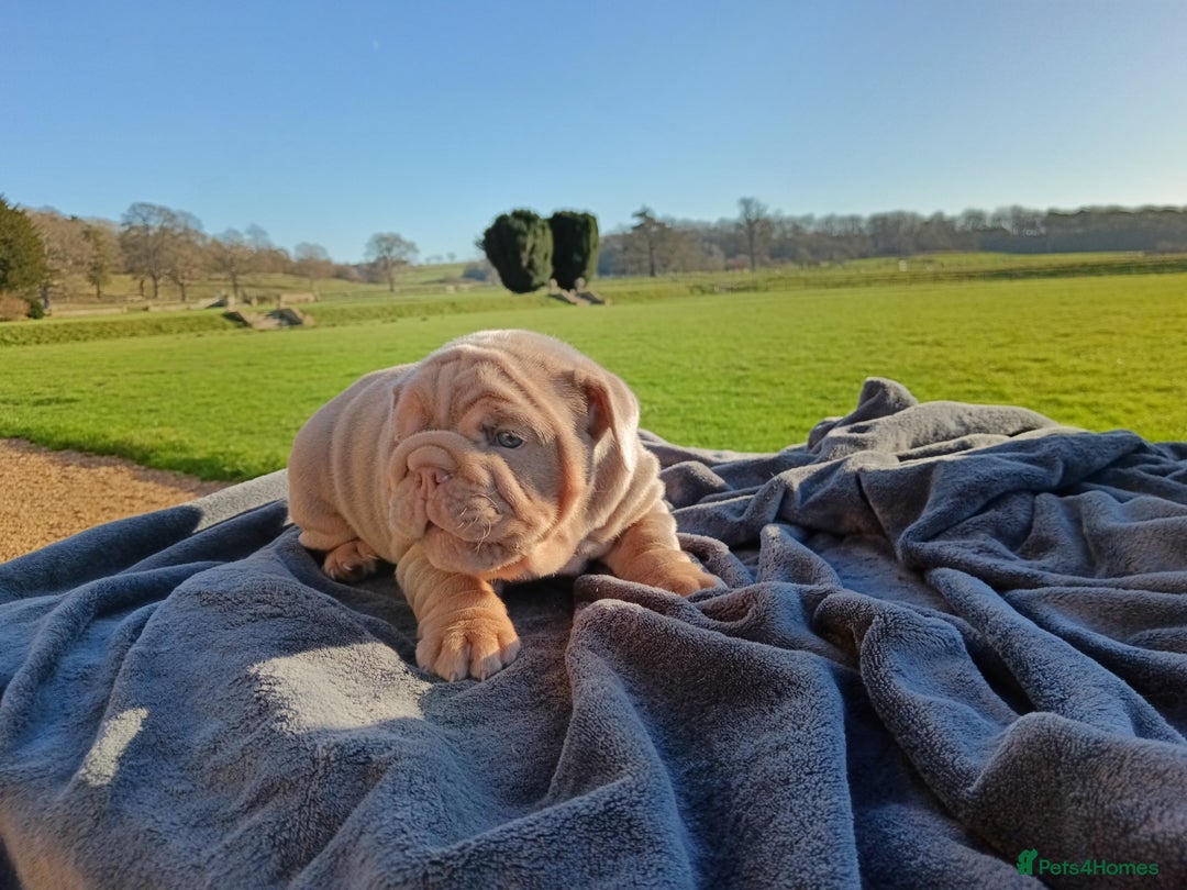 English Bulldog dogs for sale: 2 stunning males from the world famous Mr muscle  - Advert 34