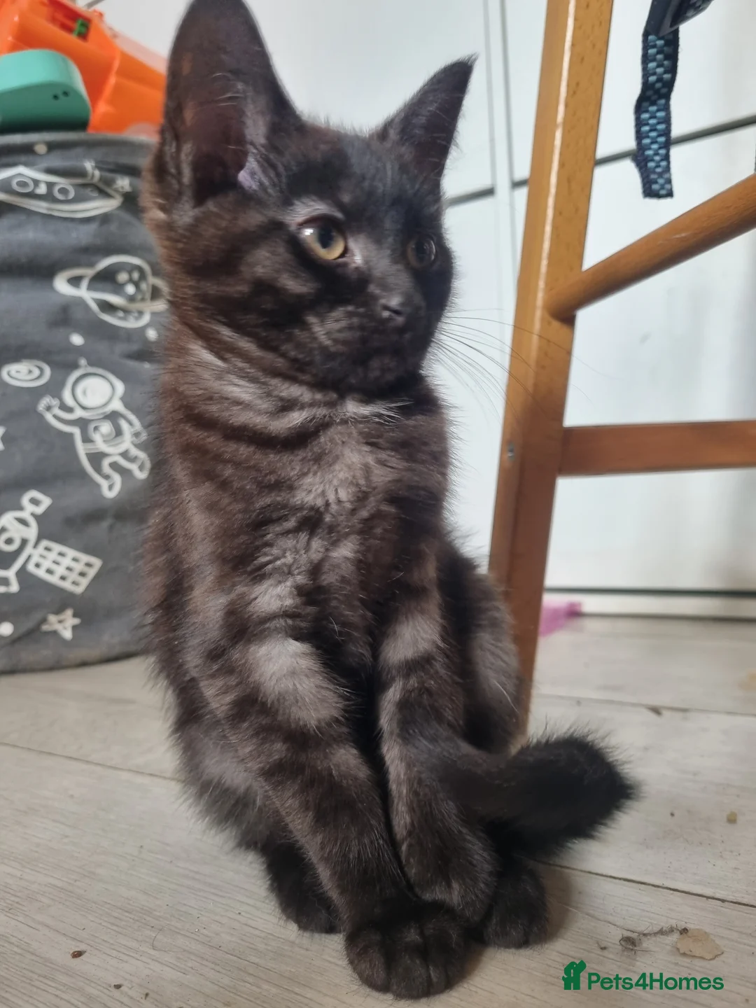 Maine Coon cats for sale: 3 adorable Maine coon girls  - Advert 8