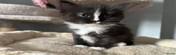 Mixed Breed cats for sale: Long‑Haired beautiful Ragdoll Cross Kittens - Advert 34