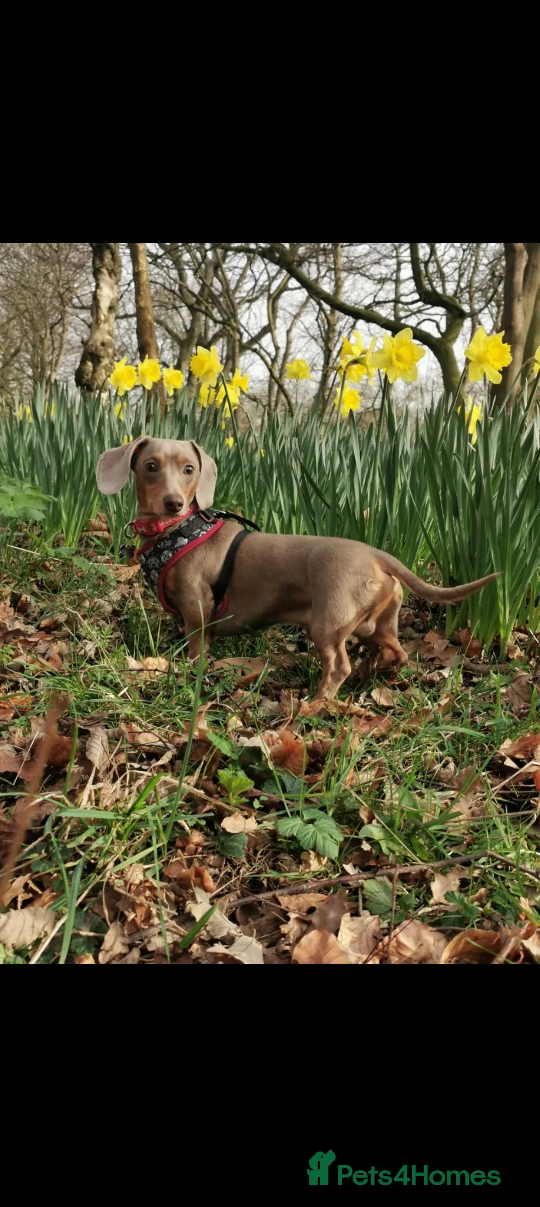 Miniature Dachshund dogs for stud: Tiny Isabella Tan KC Stud - Advert 2