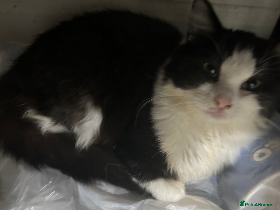 Mixed Breed cats for sale: Two females for sale  - Advert 4