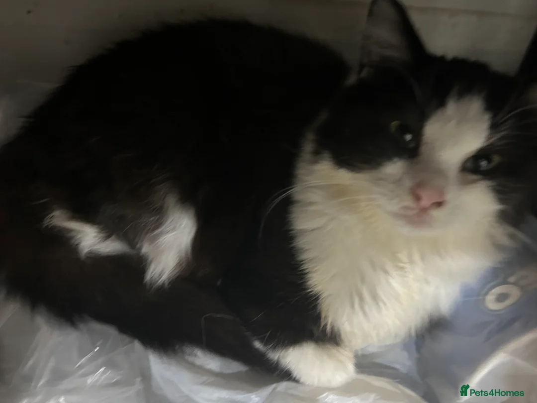 Mixed Breed cats for sale: Two females for sale  - Advert 4