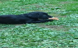 Mixed Breed dogs for sale: Rare black golden cocker puppies - Image 25