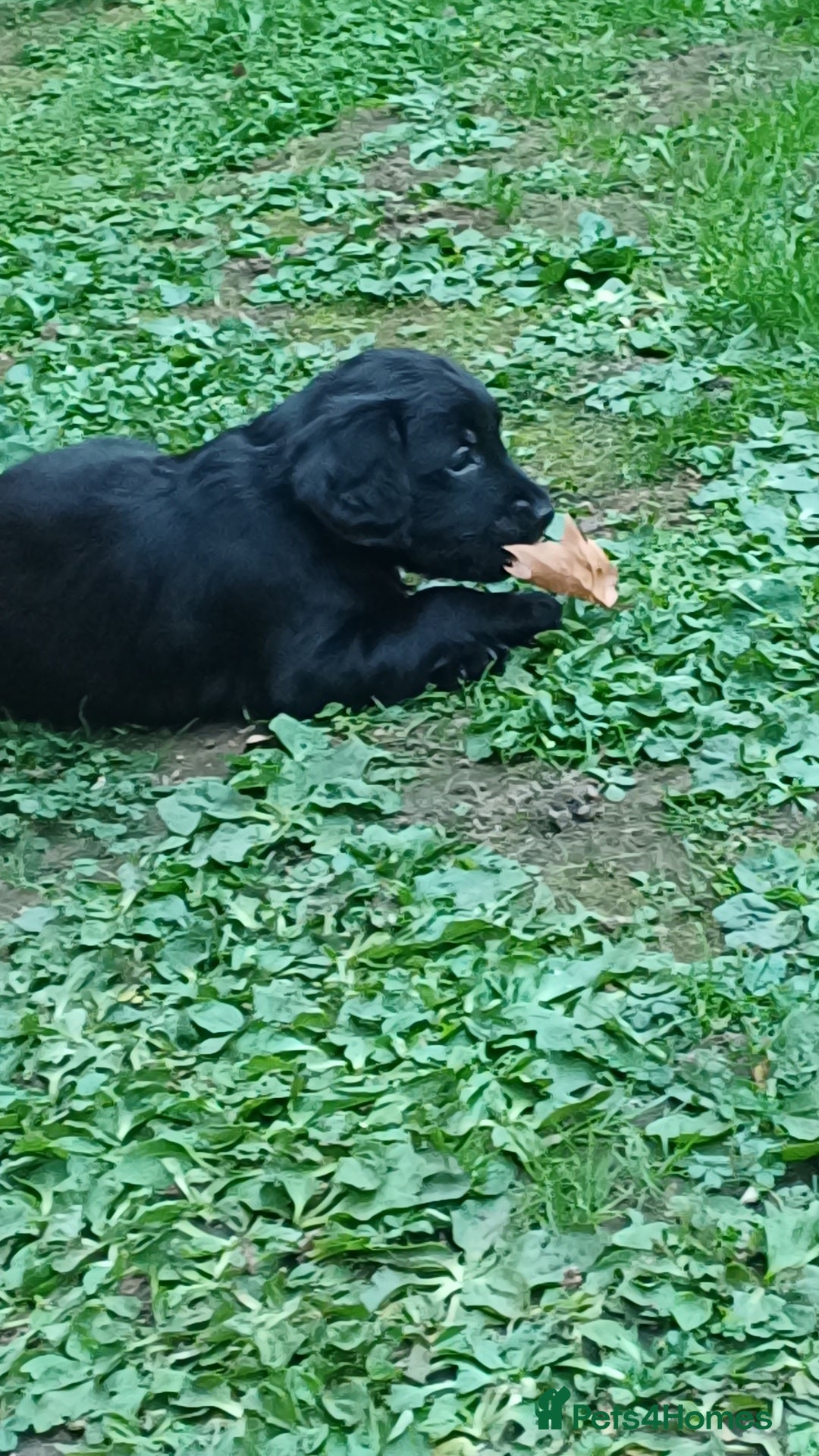 Mixed Breed dogs for sale: Rare black golden cocker puppies - Image 25