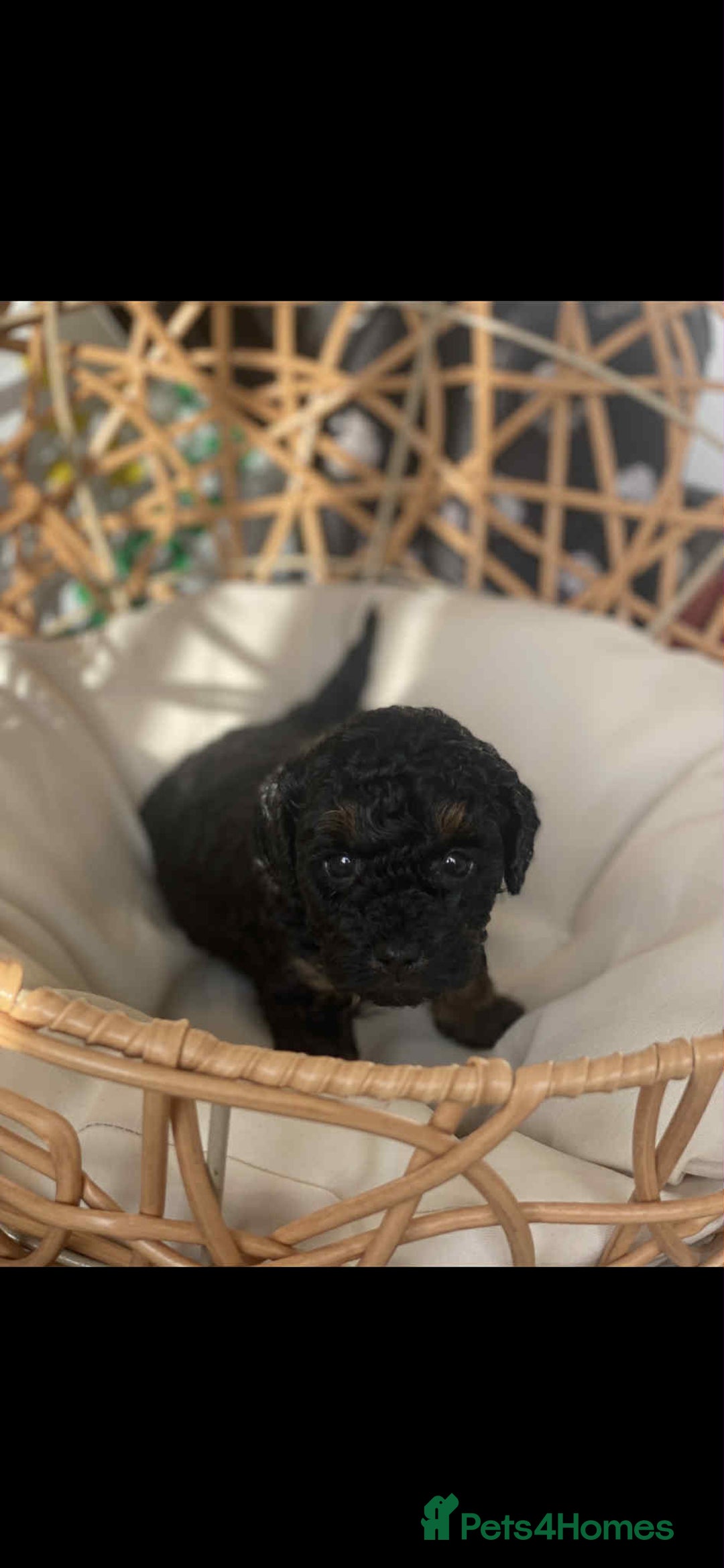 Toy Poodle dogs for sale: One Kc phantom toy poodle left- ready now!  - Advert 15