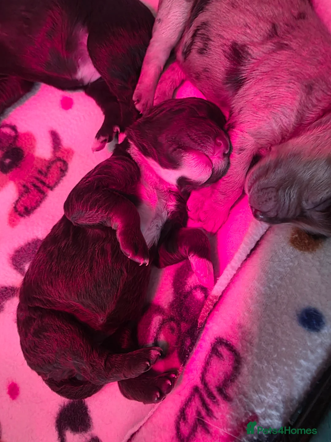 Cockapoo dogs for sale: 🍫 Meet Our Chocolate-Inspired Cockapoo Cuties 🍫 in Stoke-on-Trent - Advert 14