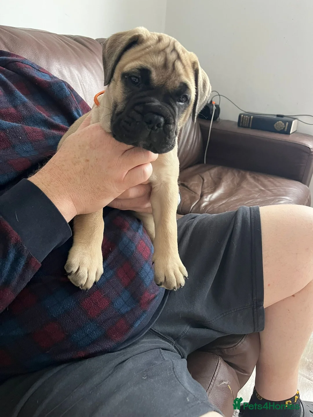 Bullmastiff dogs for sale: Top Quality KC Bullmastiff Bitch ready to go  - Advert 1