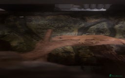 Gecko reptiles for sale: Crested gecko with whole set up - Advert 7