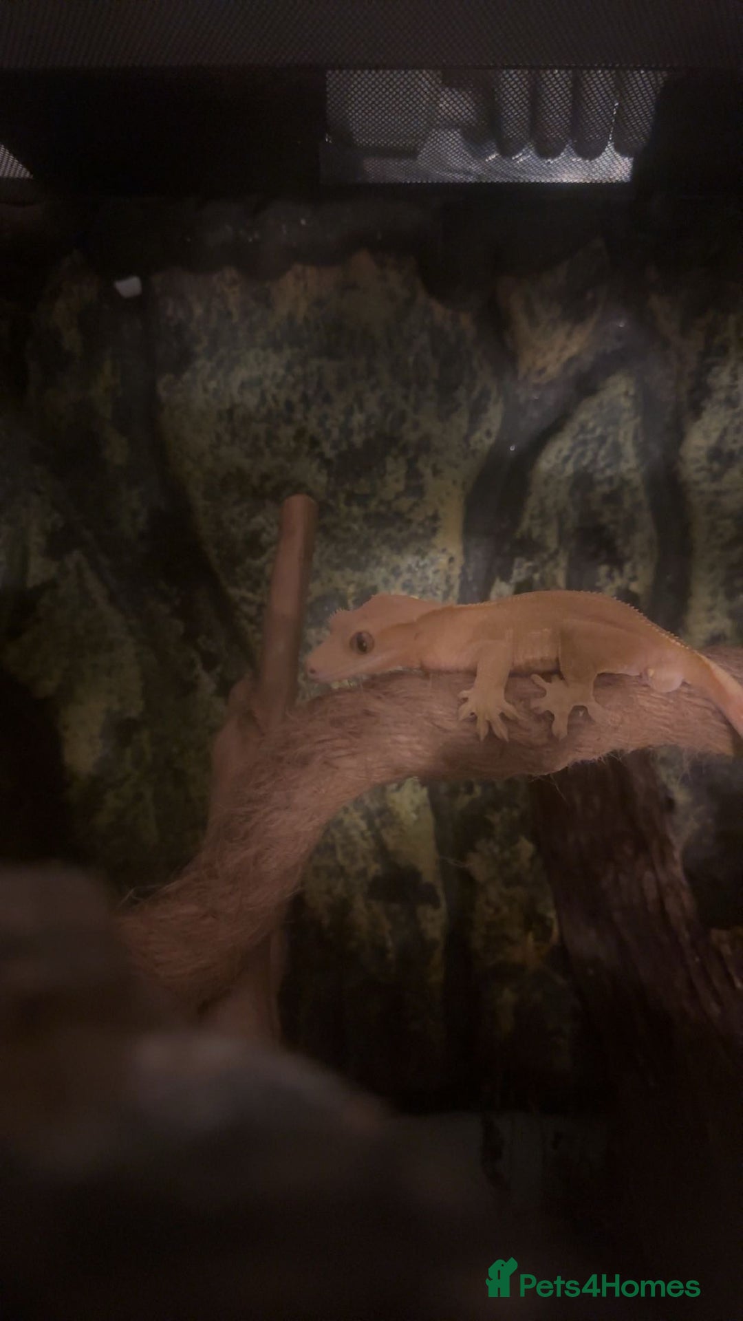 Gecko reptiles for sale: Crested gecko with whole set up - Advert 7