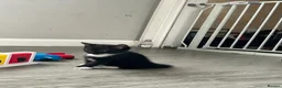 Domestic Shorthair cats for sale: Tuxedo Kittens  in Ripon - Advert 11