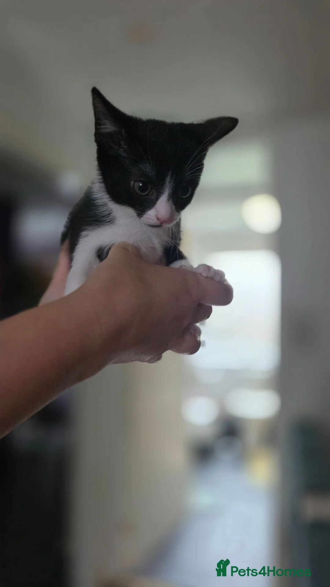 Mixed Breed cats for sale: Beautiful kittens looking for forever home 🐱🐱🐈 - Advert 10