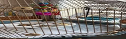 Conures birds for sale: Concure Green Cheek  in Swindon - Advert 3