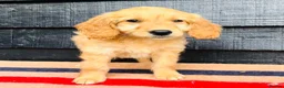 Mini Goldendoodle dogs for sale: 🧡❤️ GORGEOUS MINI GOLDENDOODLE PUPPIES ❤️🧡 - Advert 22