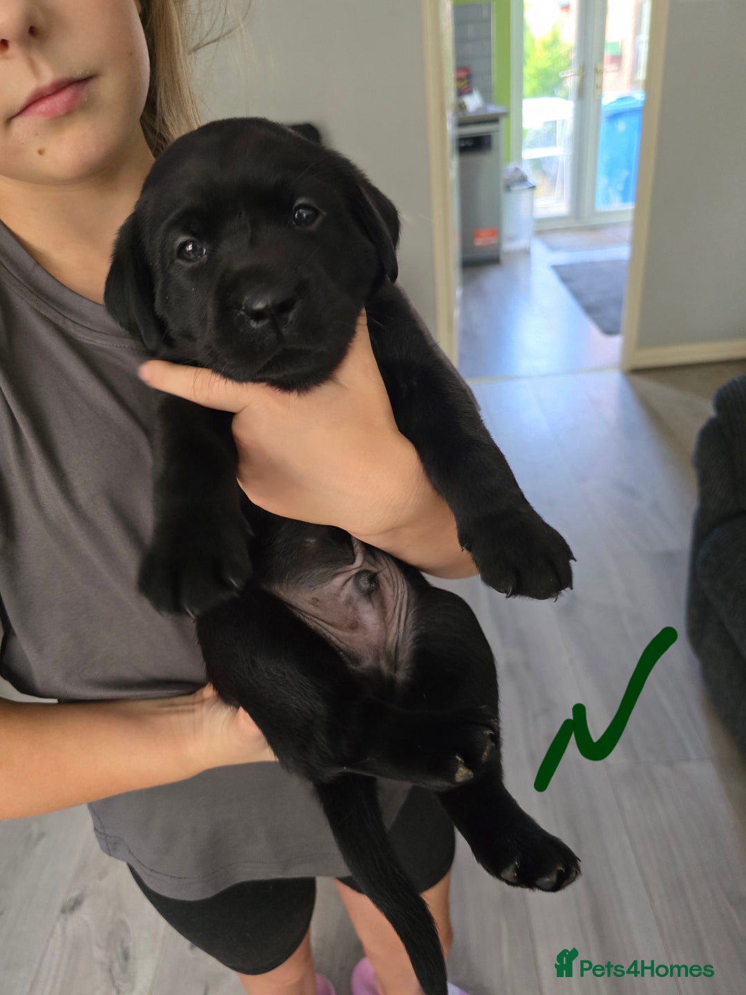 Labrador Retriever dogs for sale: Ready for home 🥰left last boy! - Advert 16