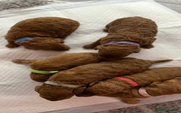 Cavapoo dogs for sale: F1b Cavapoo  - Image 5