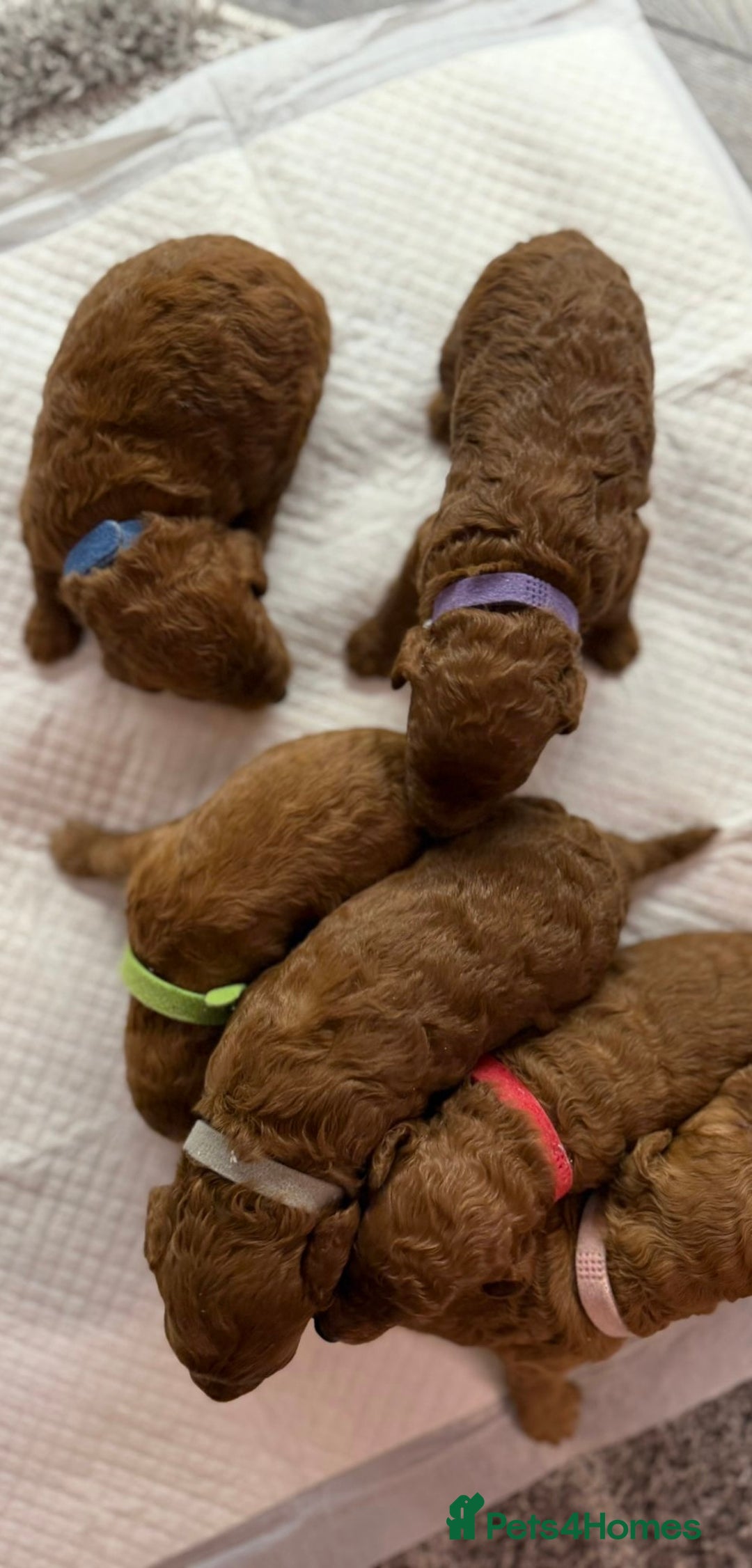 Cavapoo dogs for sale: F1b Cavapoo  - Image 5