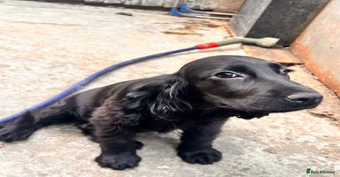 Cocker Spaniel dogs in London - Advert 3