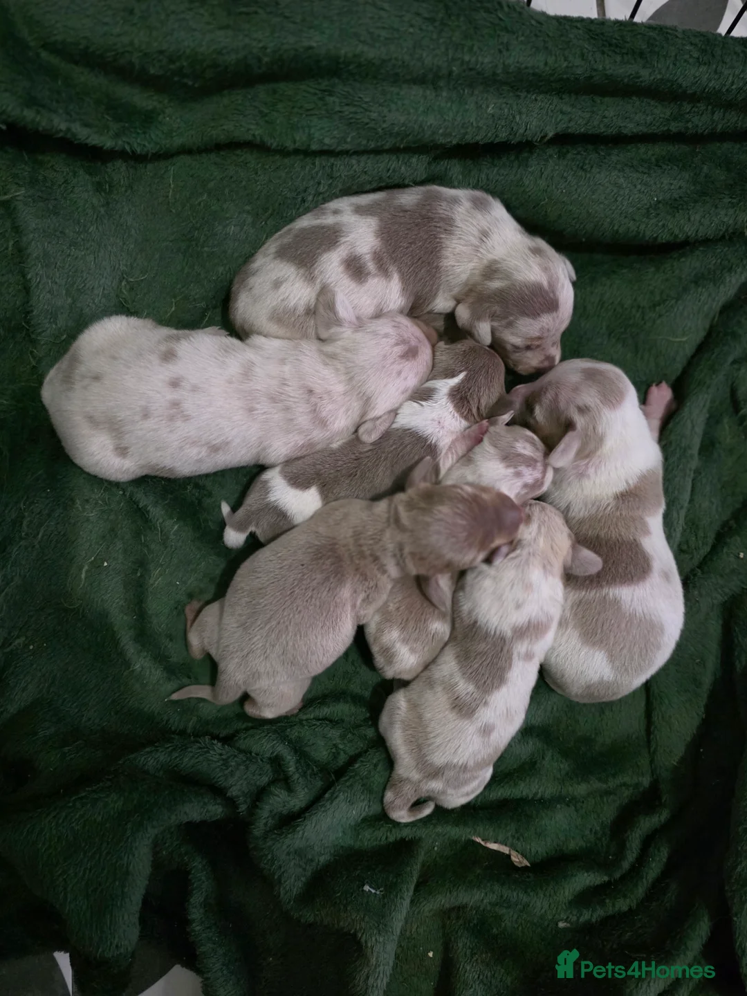 Dachshund dogs for sale: Miniature Daschunds - Advert 34